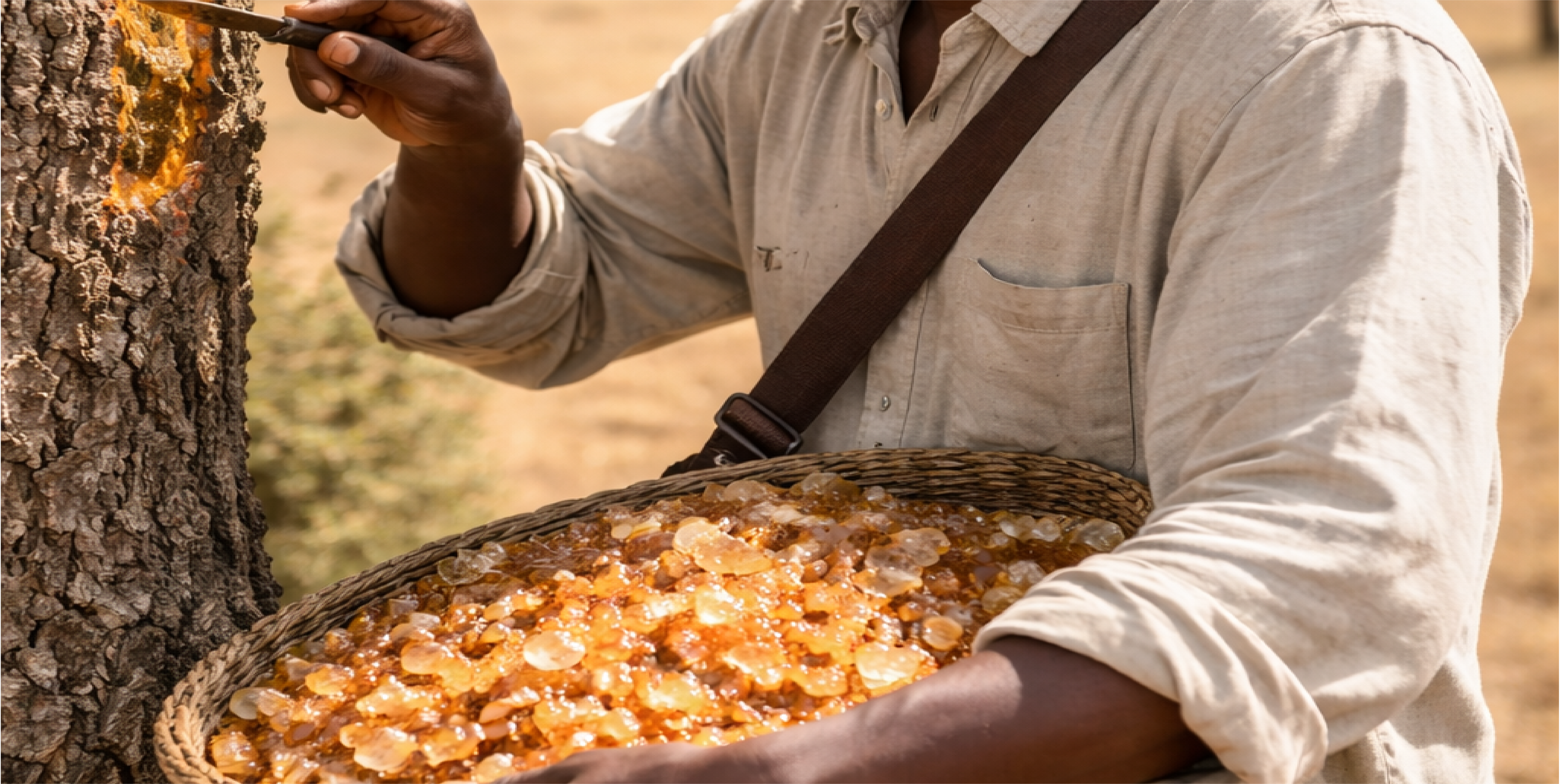 الصمغ العربي